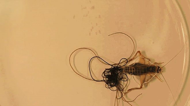 horsehair-worm